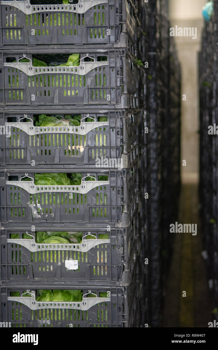 Cold storage of fresh packed vegetables in plastic boxes in big