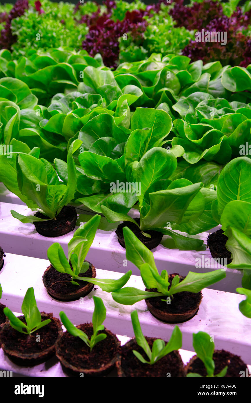 Growth stages of green lettuce, cultivation of green butterhead and oak bio lettuce uses