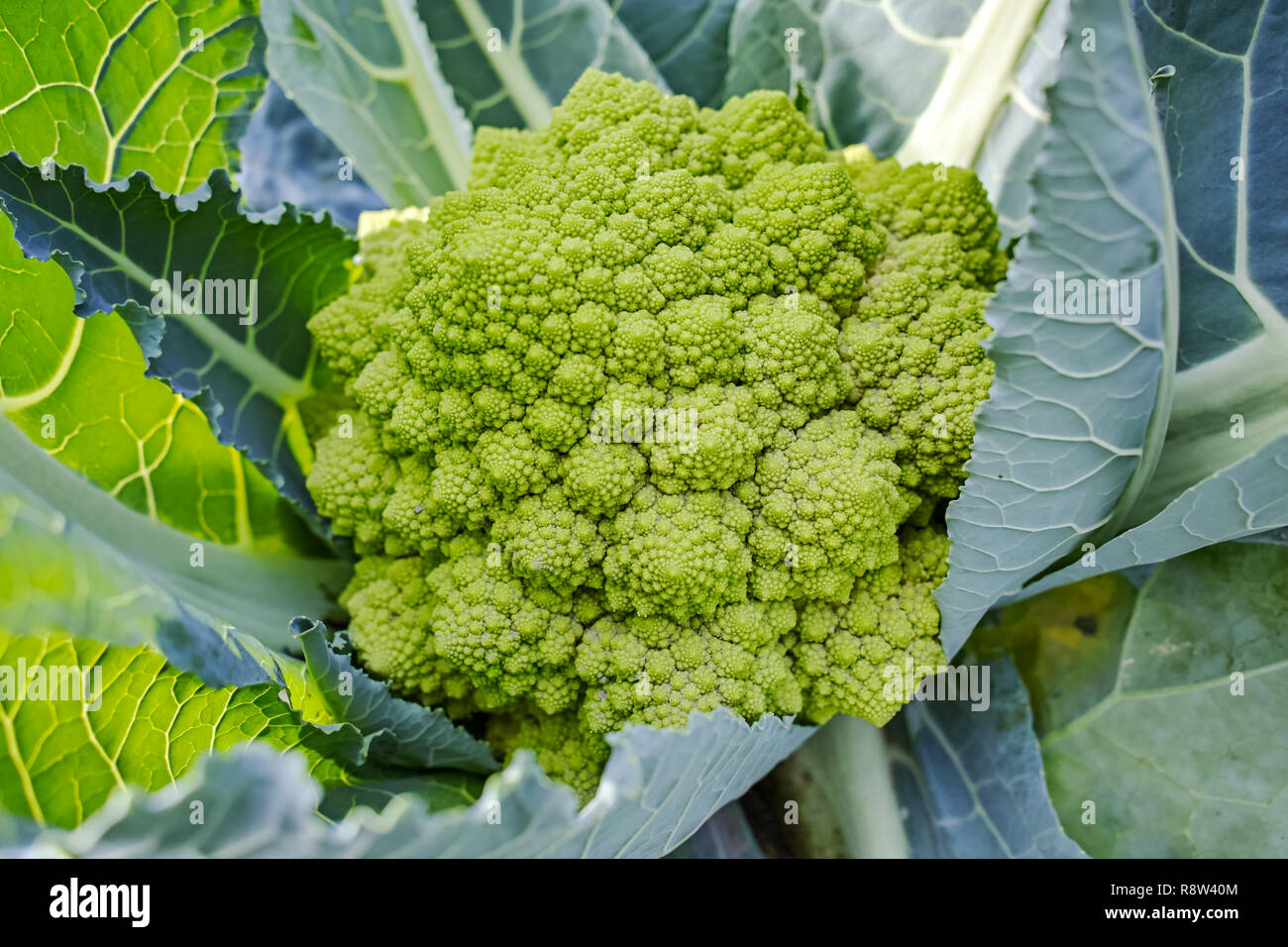 Organic ripe green Romanesco broccoli or Roman cauliflower, Broccolo Romanesco, Romanesque cauliflower growing on field, new harvest Stock Photo
