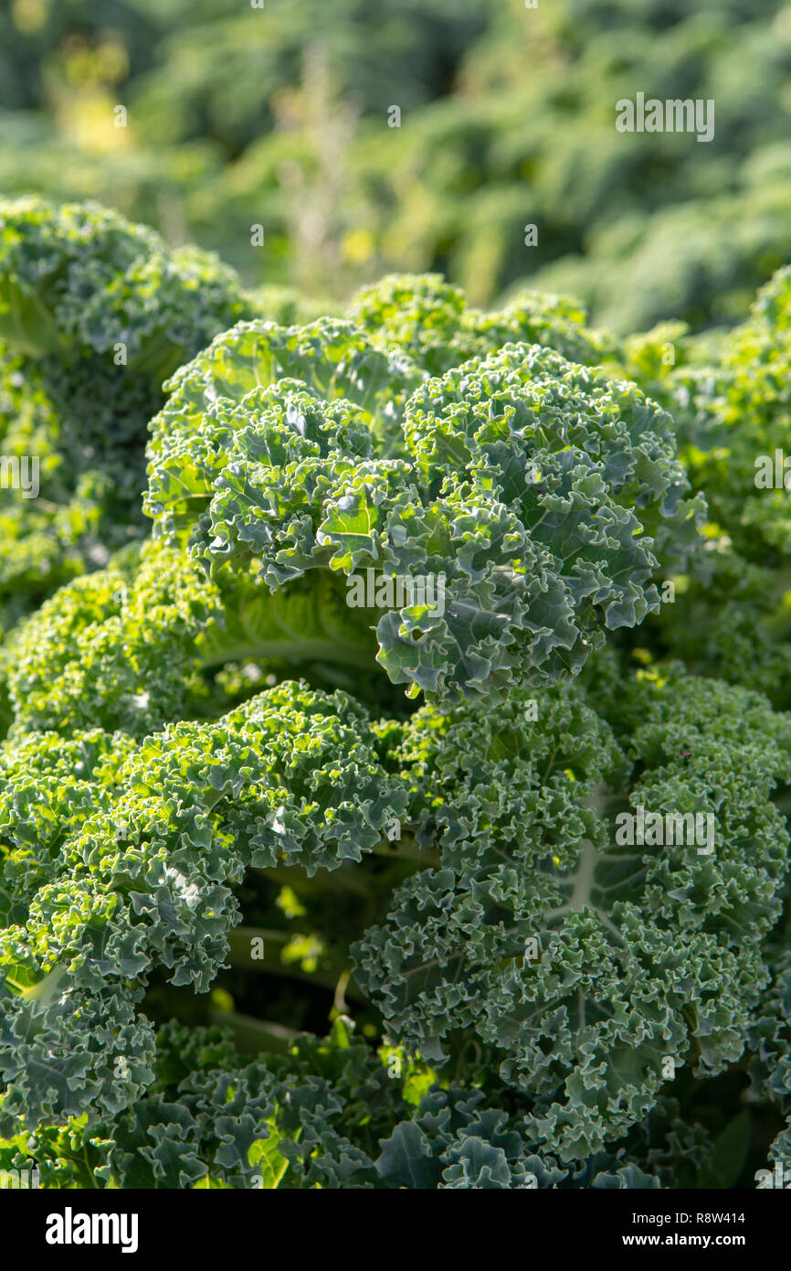 Green ripe kale or curly leaf cabbage growing on farm field, ready to