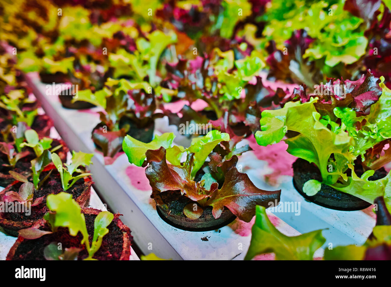 Growth stages of green lettuce, cultivation of green butterhead and oak