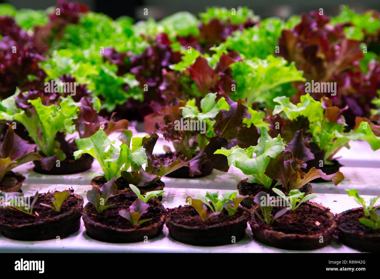 Growth stages of green lettuce, cultivation of green butterhead and oak bio lettuce uses
