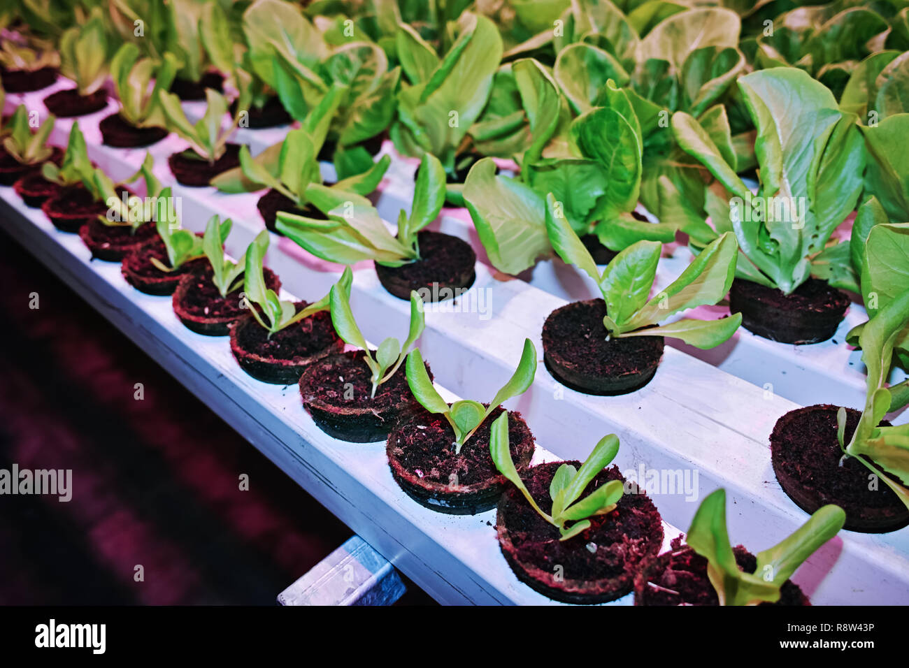 Growth stages of green lettuce, cultivation of green butterhead and oak
