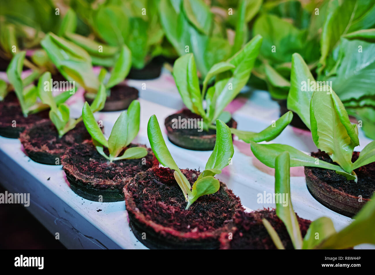 Growth stages of green lettuce, cultivation of green butterhead and oak bio lettuce uses