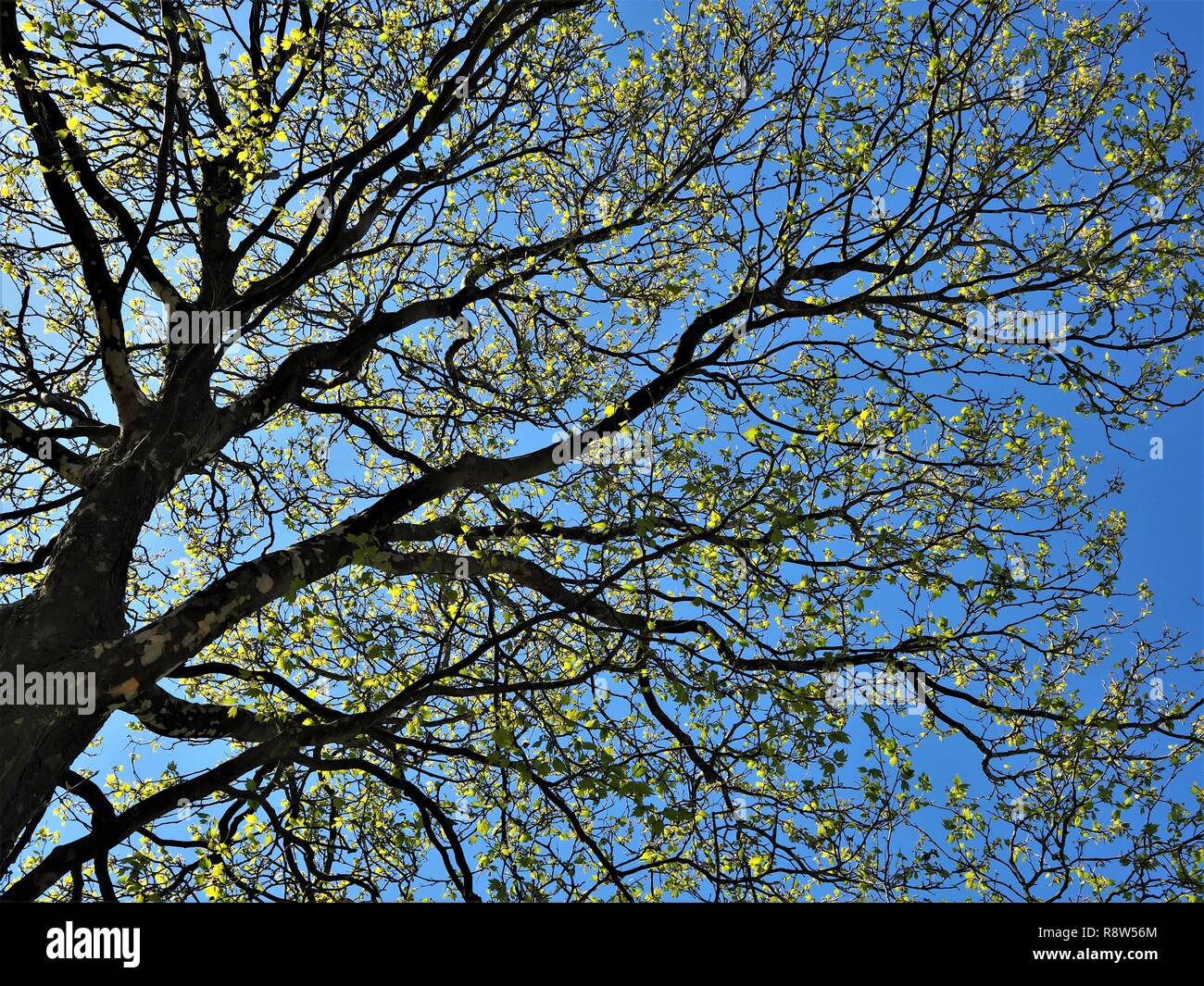 Looking up into a sycamore tree with fresh new green leaves in spring Stock Photo