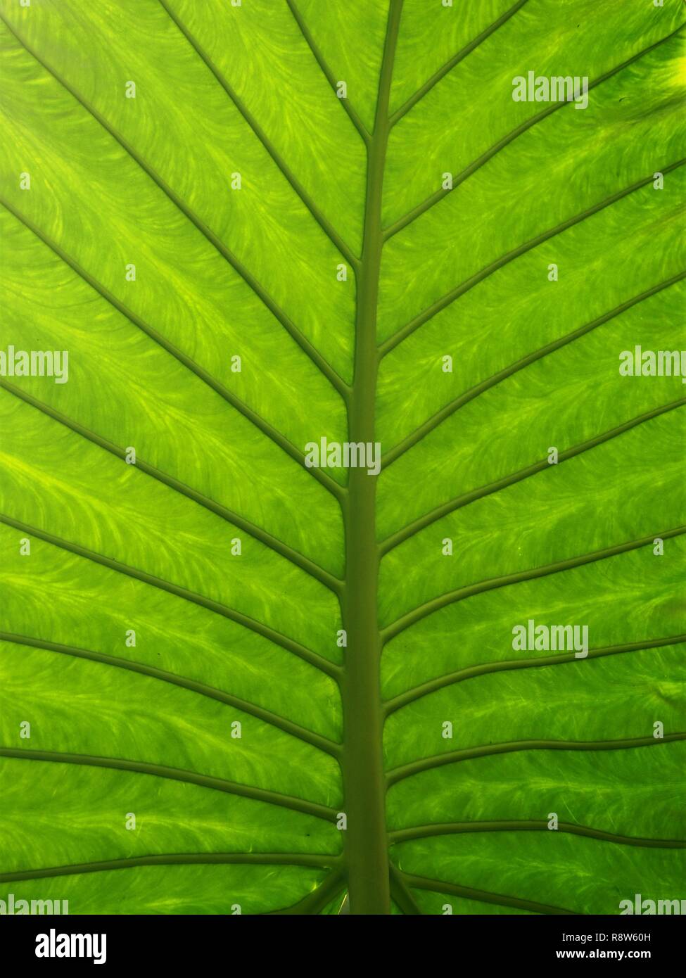 Closeup of the underside of a palm leaf showing veins and patterns Stock Photo