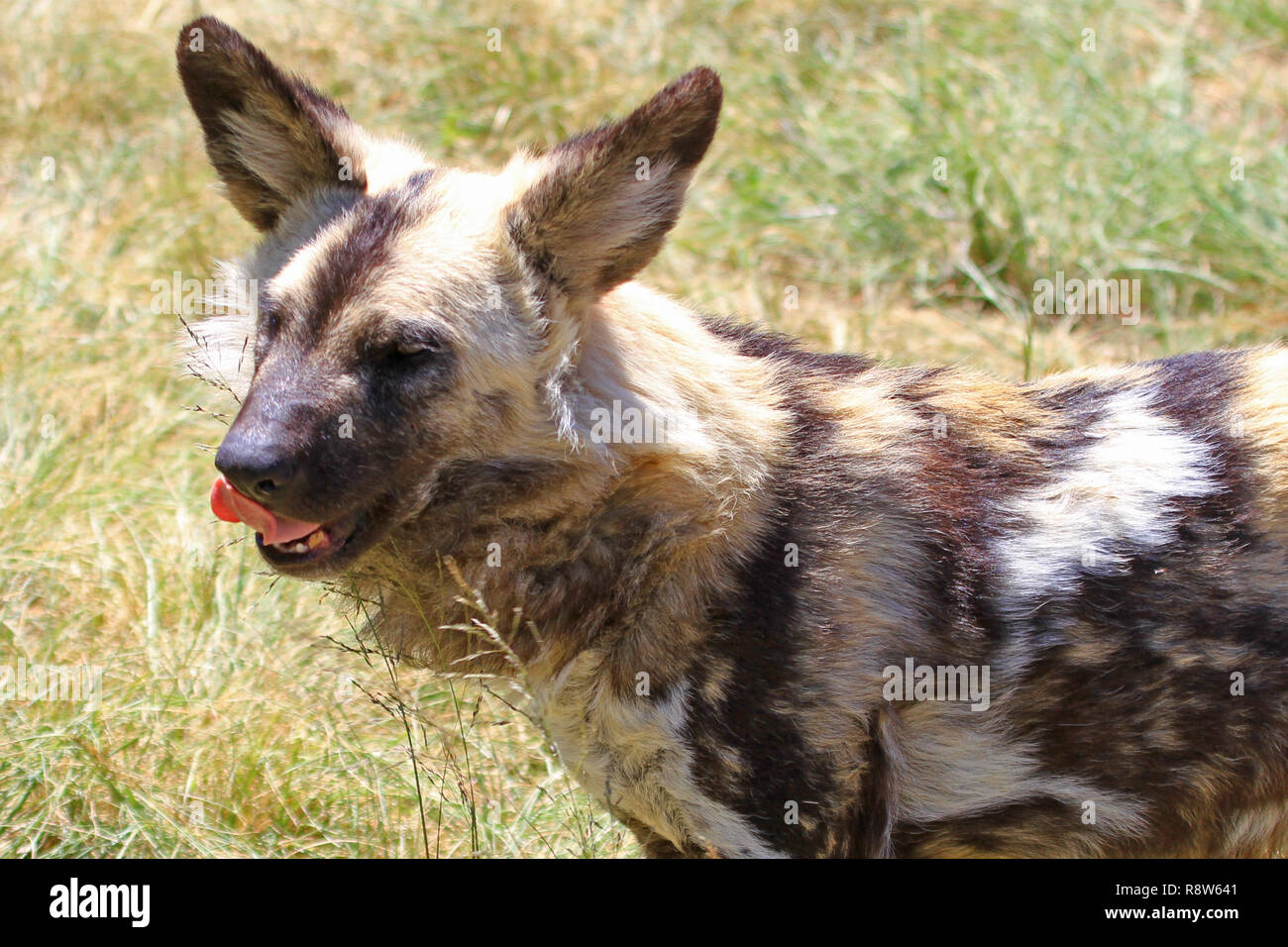 African hunting dogs or Cape Hunting Dogs in South Africa Stock Photo