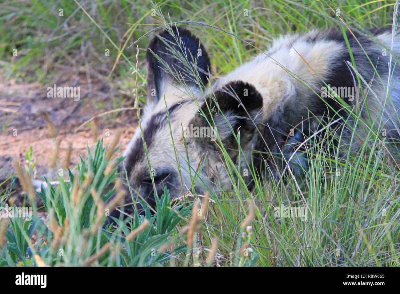African hunting dogs or Cape Hunting Dogs in South Africa Stock Photo