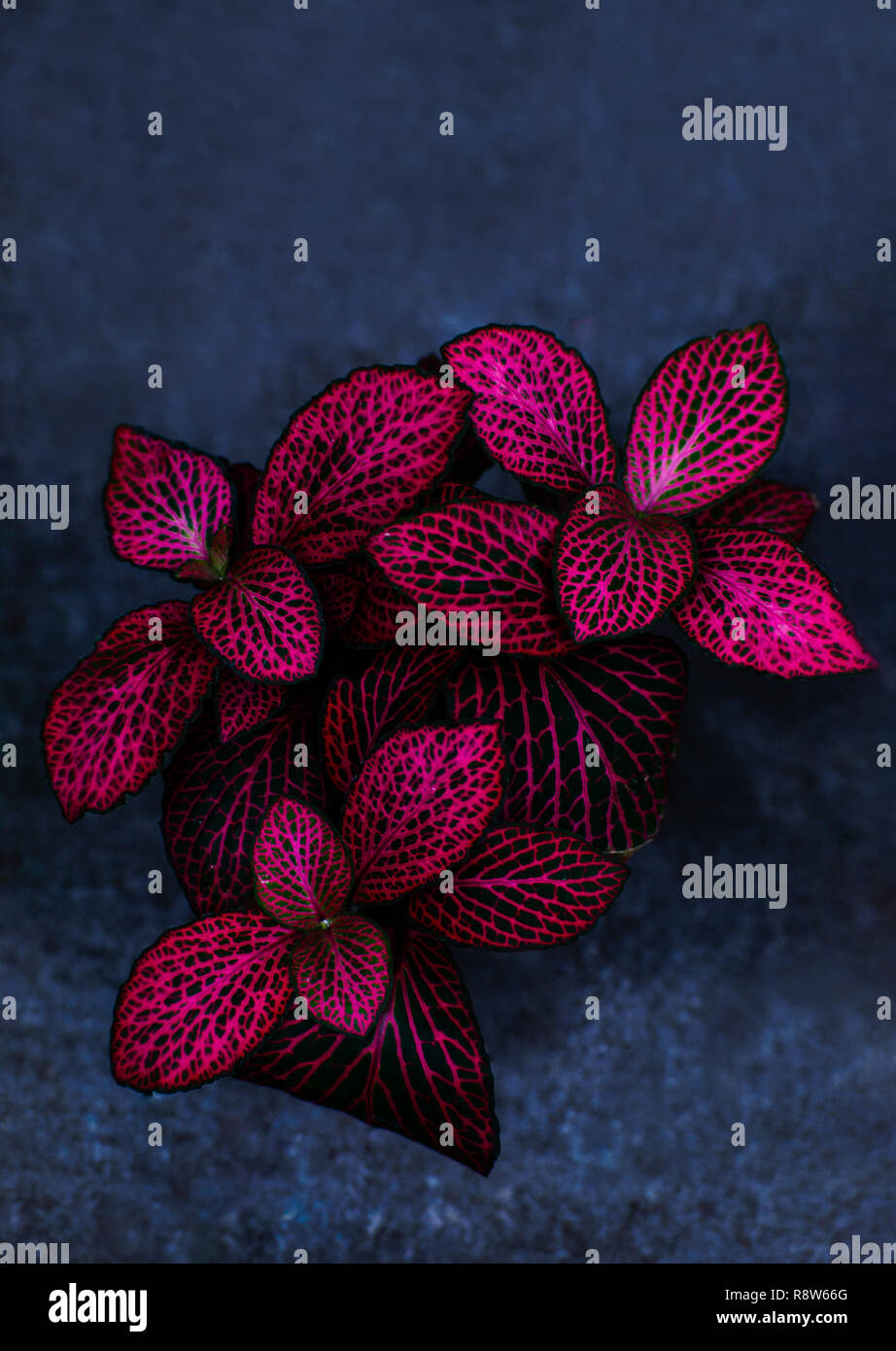 Red leaves with green nerves called Fittonia. Hypoestes phyllostachya. Stock Photo
