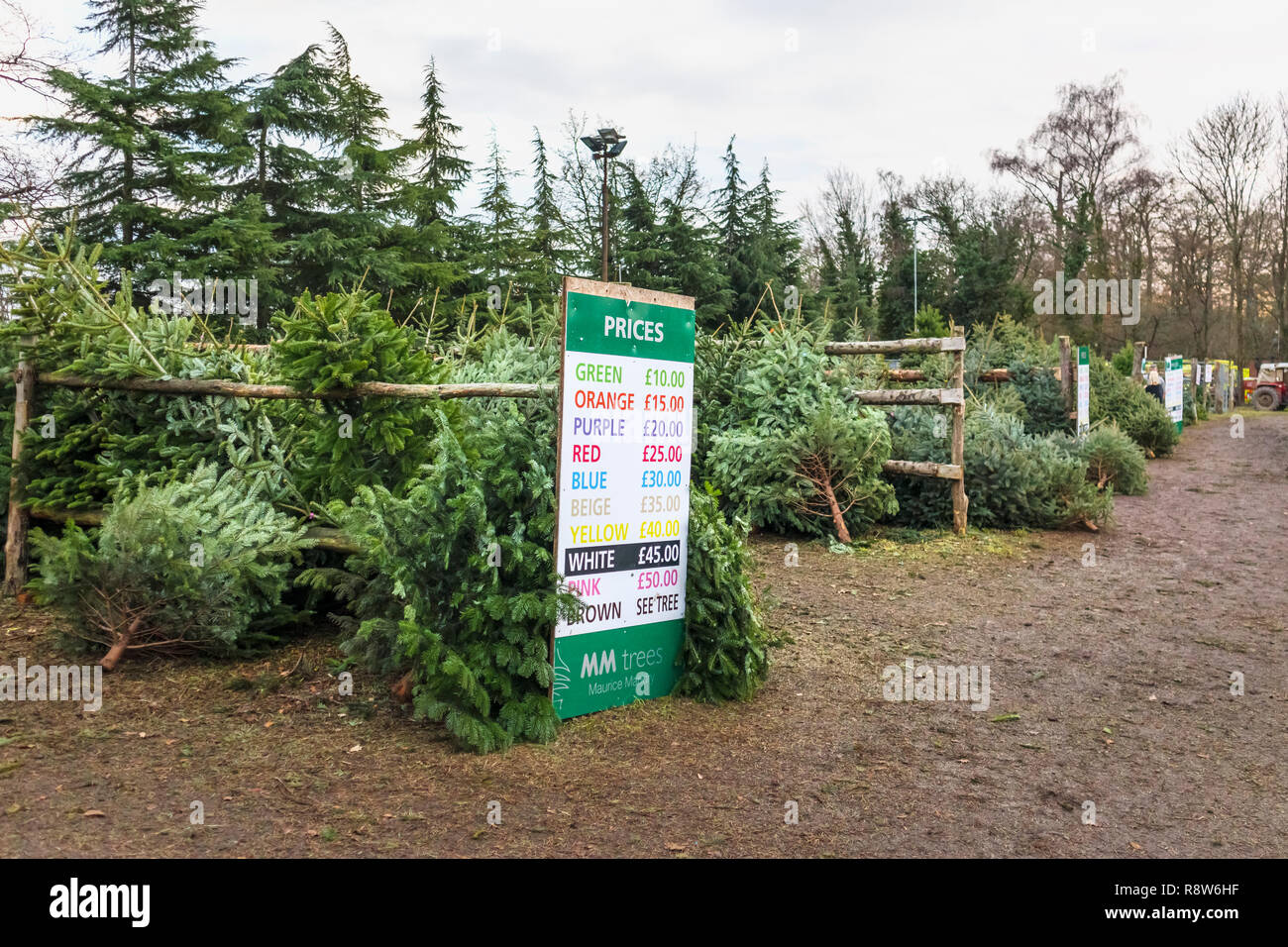 Seasonal Xmas festive season preparations freshly cut trees piled in a