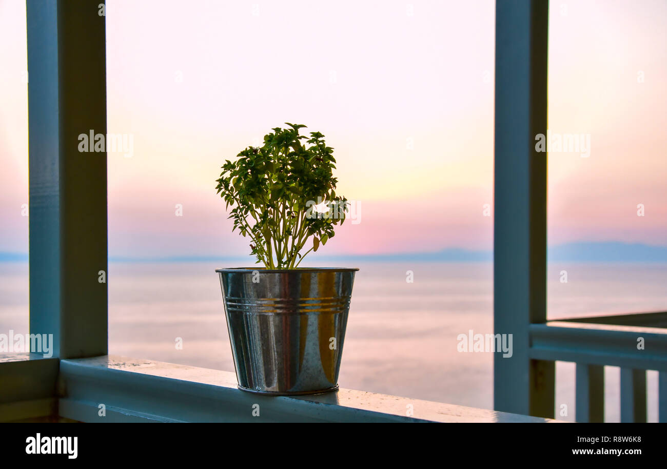 Flower pot on the railing cafe on the background of the sea and sky Stock Photo