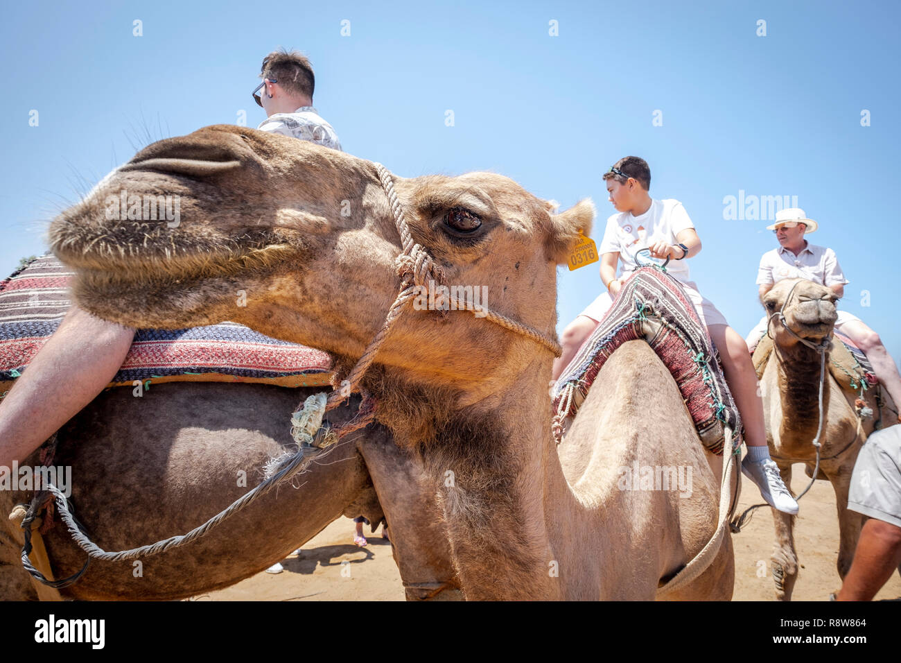 Camels under the summer sun in Tanger, Morocco. Stock Photo