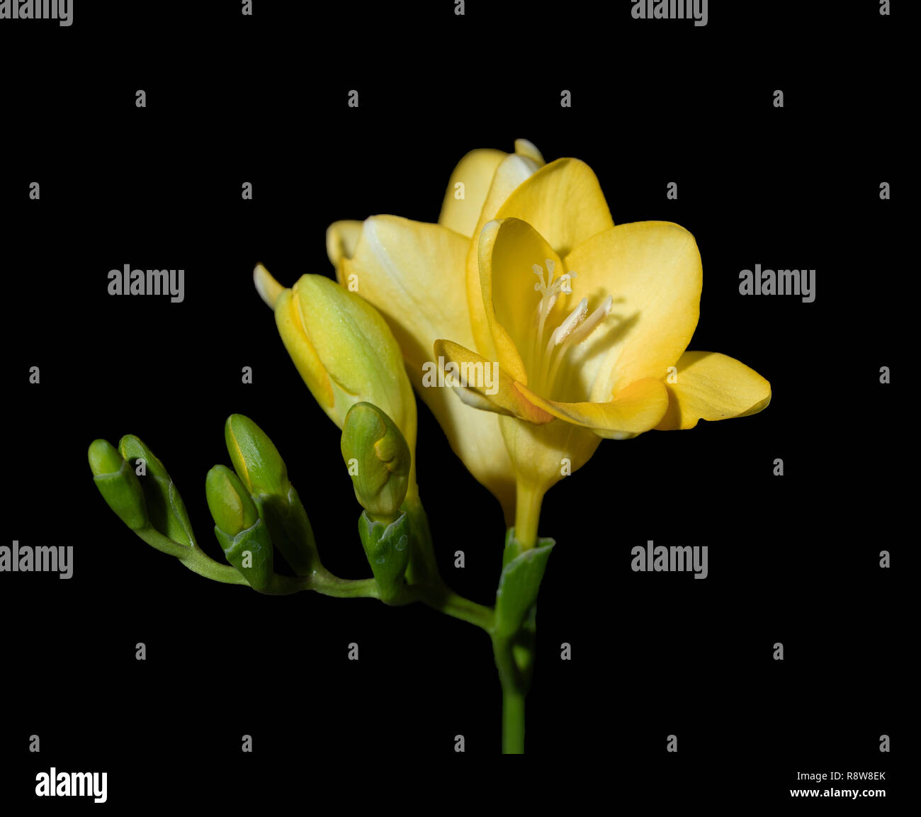 After dark I took some pictures of the Freesia flower using a little fill flash. A beautiful plant. Stock Photo