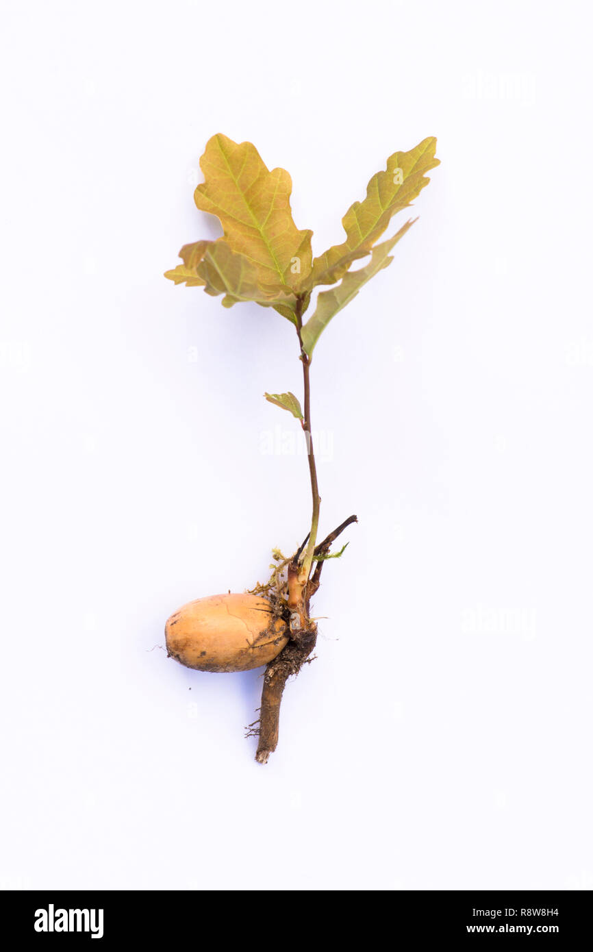 Oak tree sprouting from acorn Stock Photo