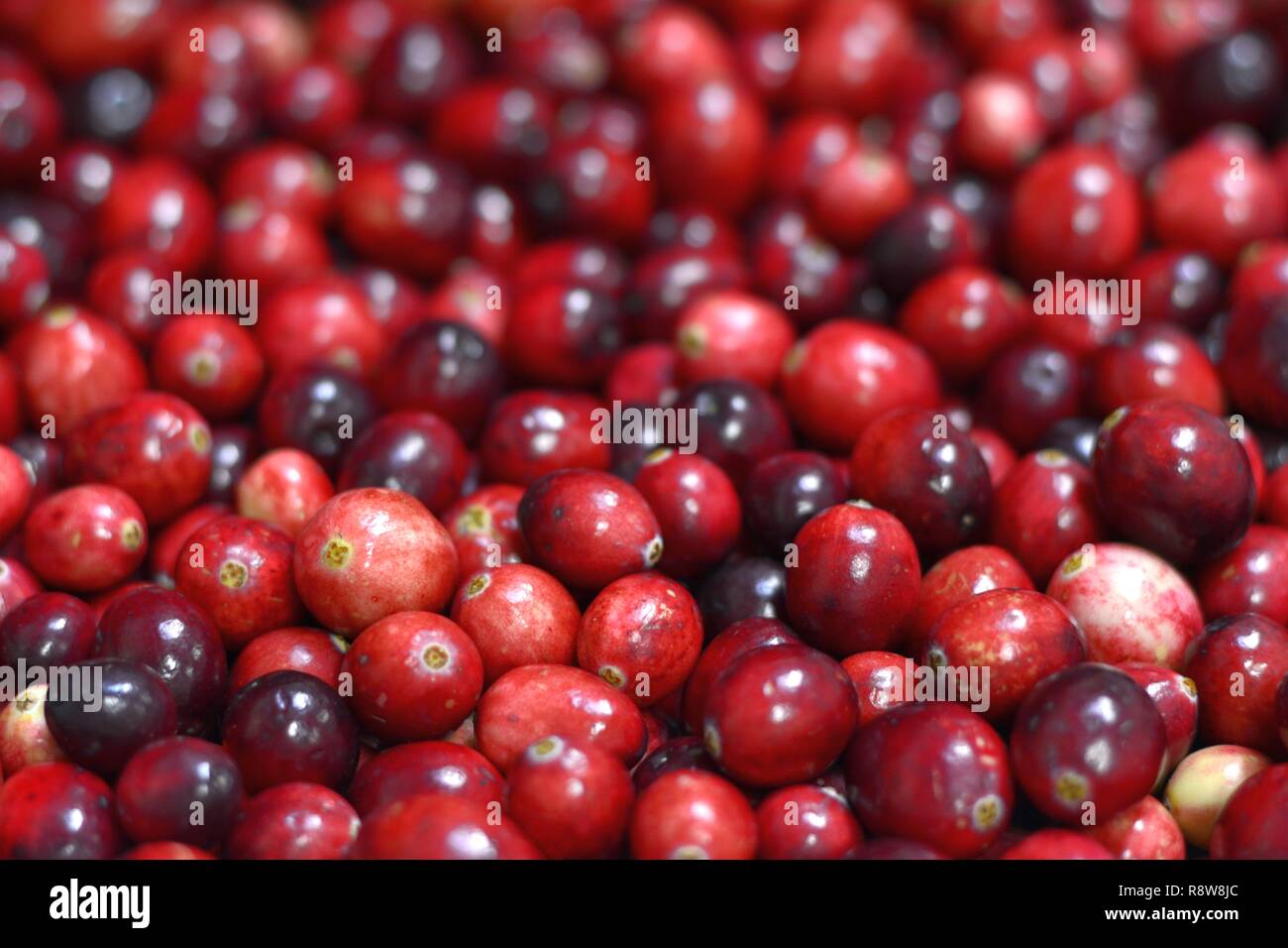Raw cranberries (Vaccinium erythrocarpum, Vaccinium macrocarpon, Vaccinium microcarpum, Vaccinium oxycoccos) Stock Photo