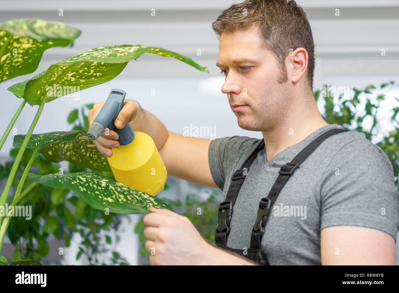 Cleaning service concept. Man caring for flowers at home. Stock Photo