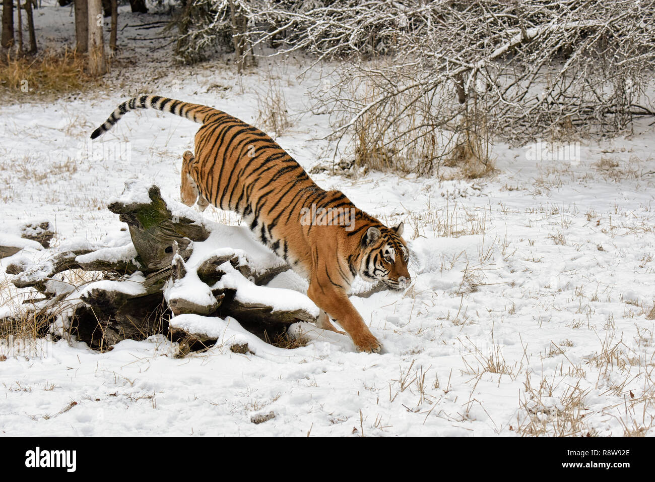 Tiger Completing Jump over a Snow Covered Fallen Log in Winter Stock Photo