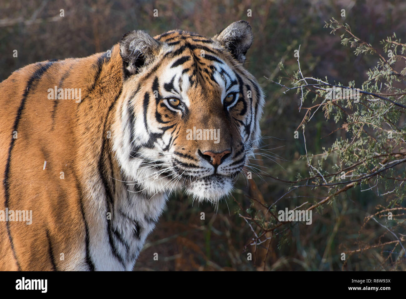 Tomorrow | The sun came out today, yay! By the time I was do… | Flickr, image size:1300x957