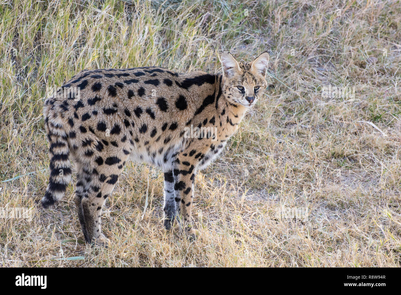 Serval Standing in a Grassy Field Stock Photo