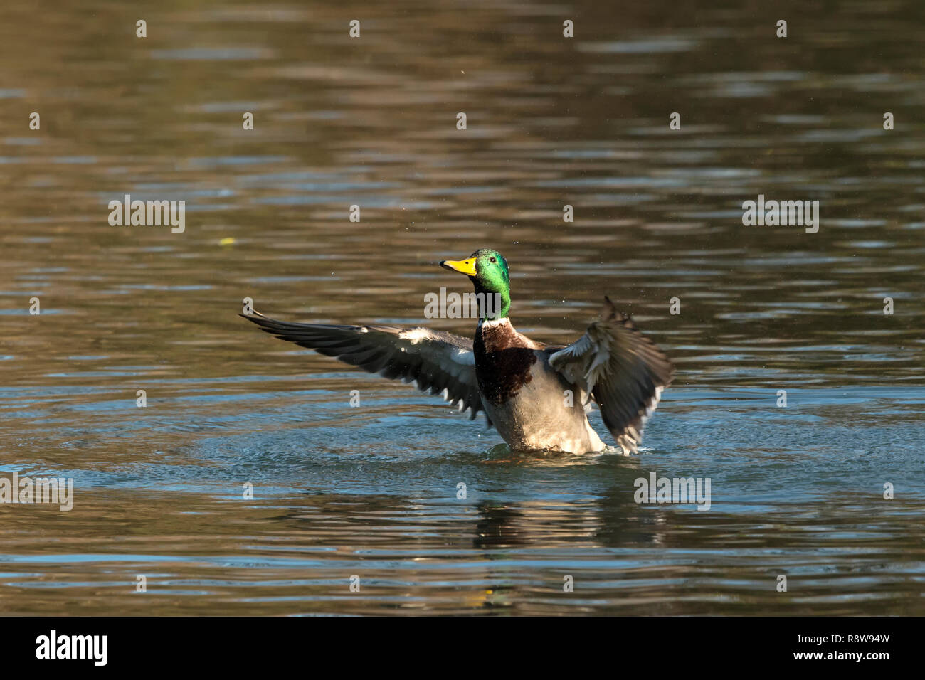 Male Mallard Duck (Anas platyrhynchos) having a wash and flapping its wings at Marlfield Lake, Clonmel, Tipperary, Ireland Stock Photo