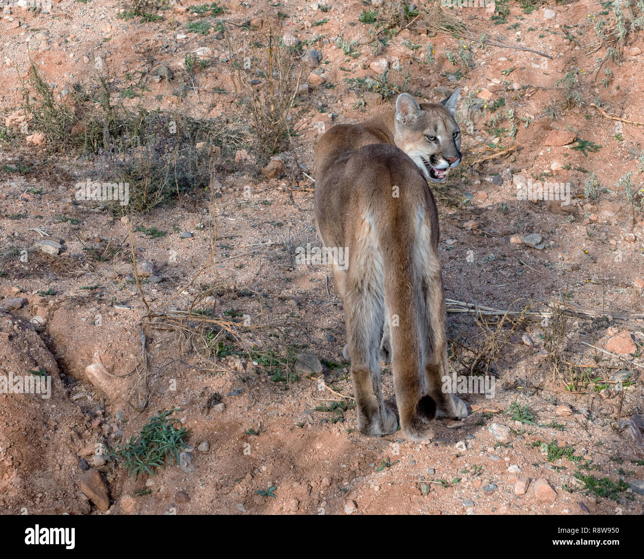 Young Mountain Lion Glancing Back over His Shoulder Stock Photo