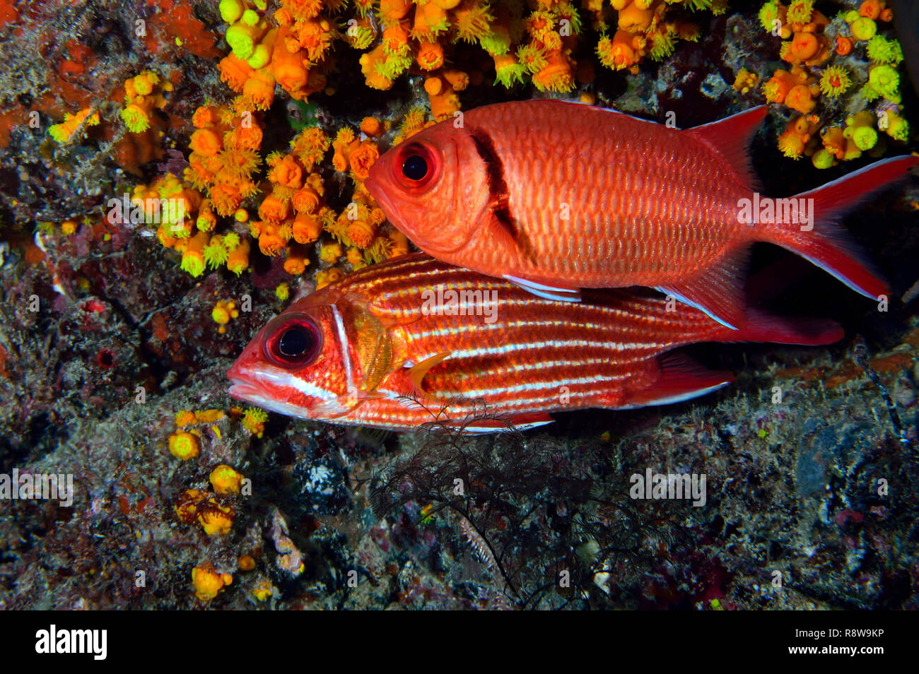 Red Squirrelfish & Blotcheye Soldierfish in Sal - Cabo Verde Stock Photo