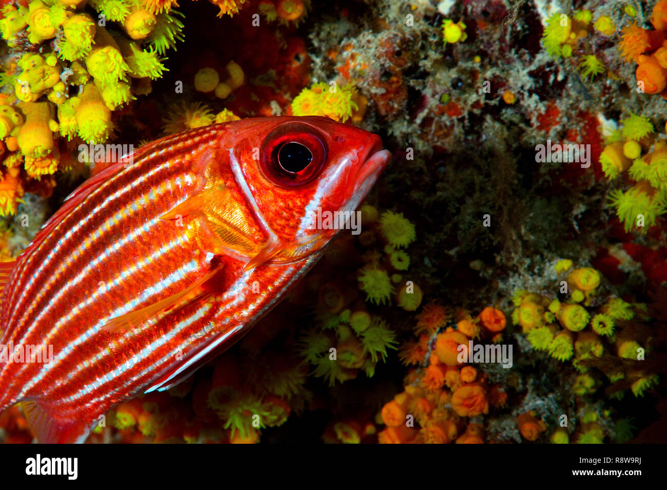 Red Squirrelfish in Sal - Cabo Verde Stock Photo