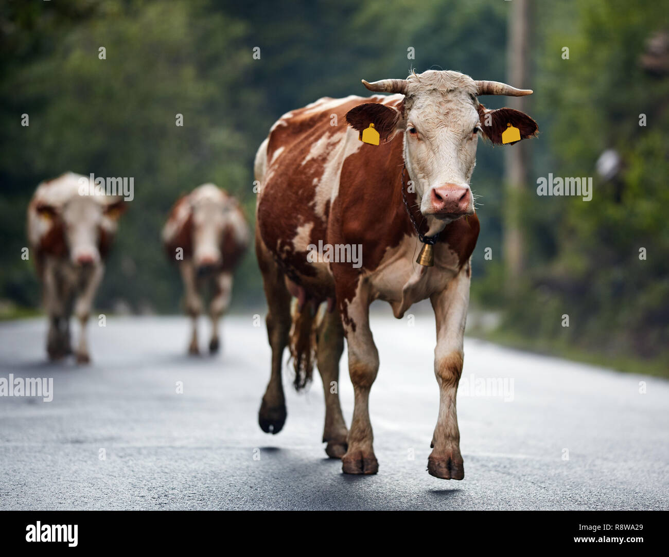 Group many cows walking hi-res stock photography and images - Alamy