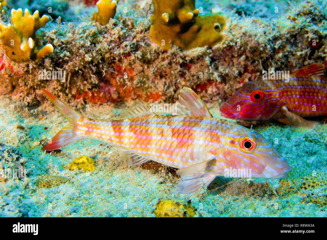 Goatfish in Sal - Cabo Verde Stock Photo - Alamy