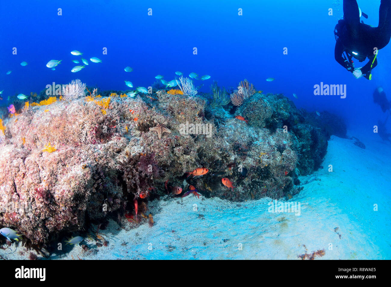 Scuba Diving on Coral Reefs in Sal - Cabo Verde Stock Photo - Alamy