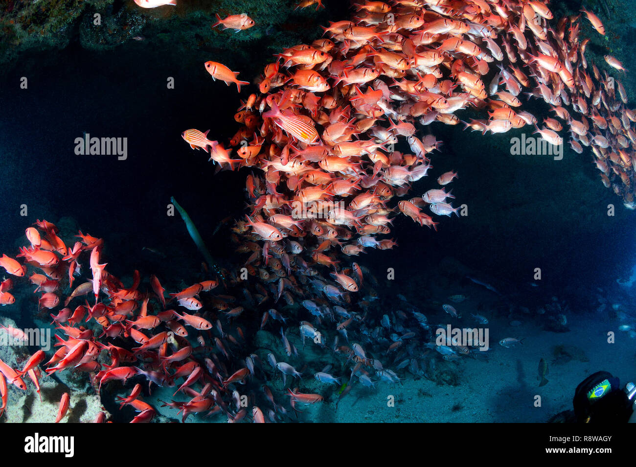 Shoal of Blotcheye Soldierfish in Tres Grottes in Sal - Cabo Verde Stock Photo
