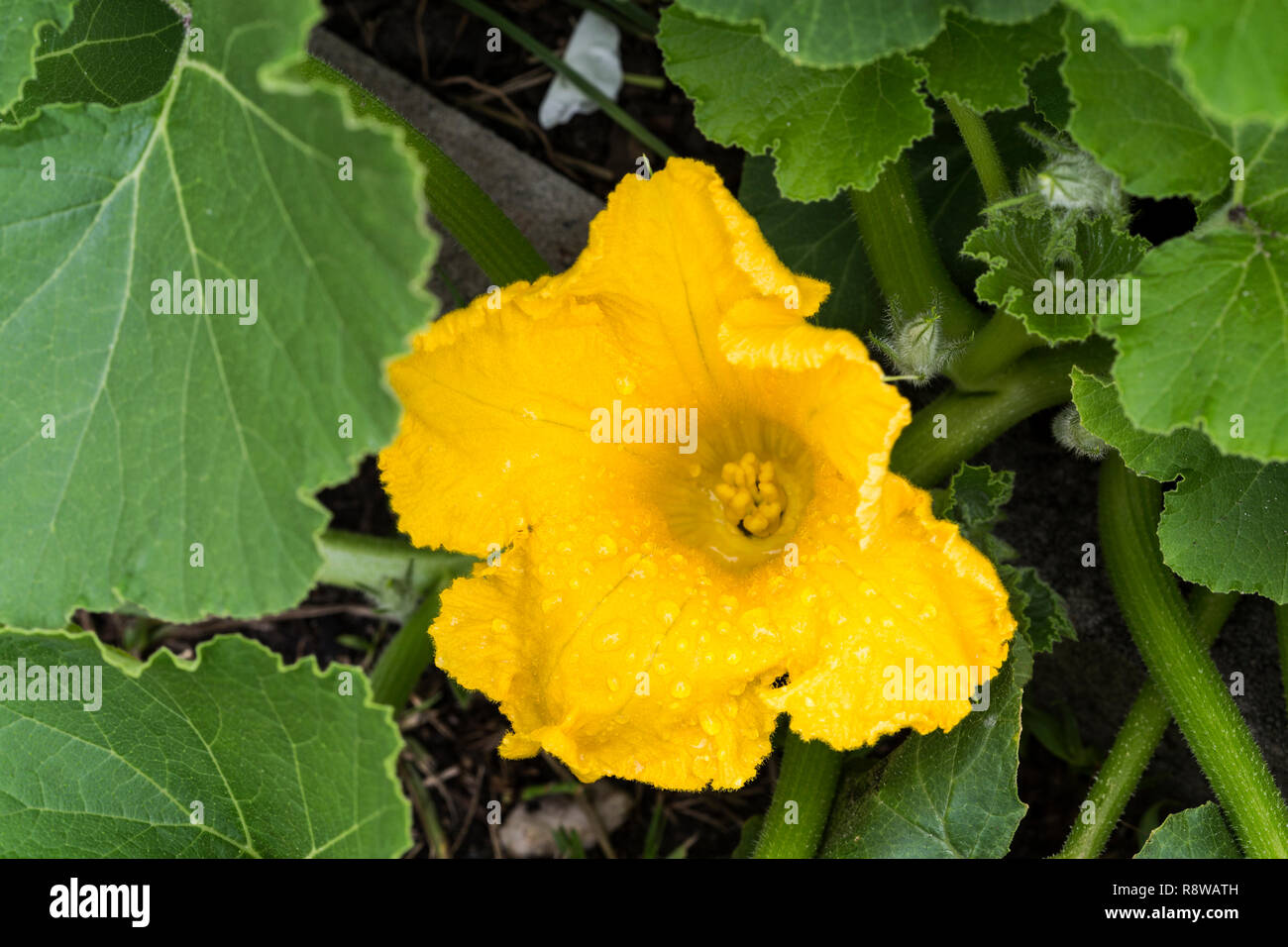 Female pumpkin flower hires stock photography and images Alamy