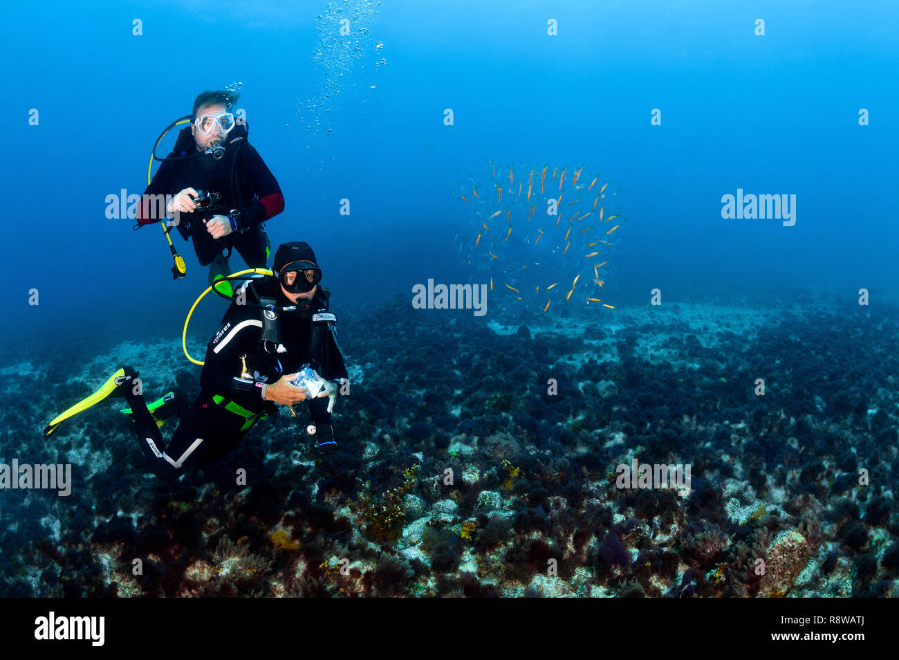 Scuba Diving in Sal Cabo Verde Stock Photo Alamy
