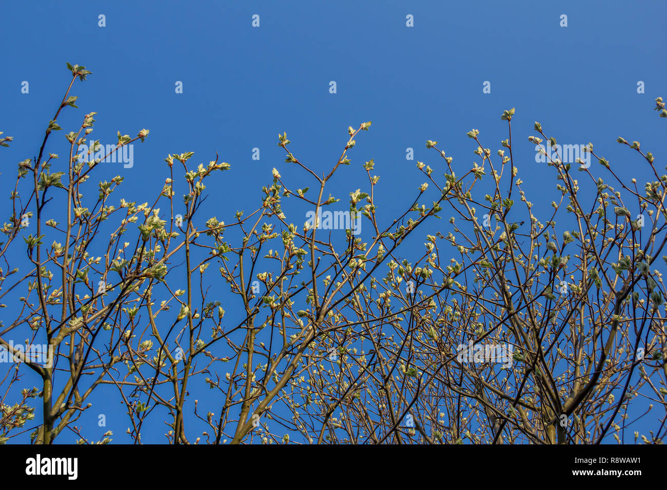 The first spring gentle leaves, buds and branches blossoming of the ash-leaved maple tree, Acer negundo, close up shot against blurry branches and sky Stock Photo