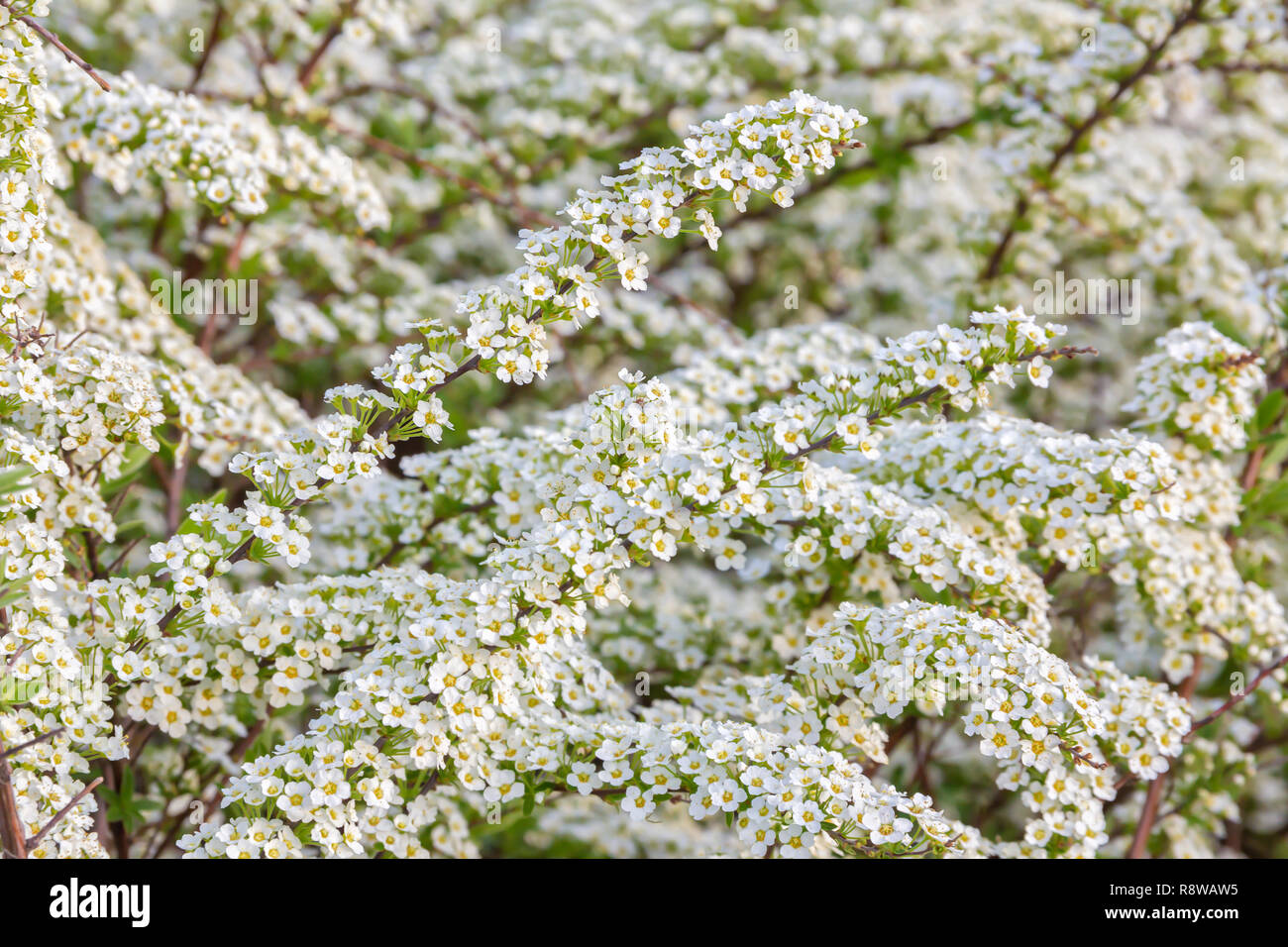 Beautiful Spiraea (Meadowsweet) Shrub with White Flowers medical plant, aromatic plant, background Stock Photo