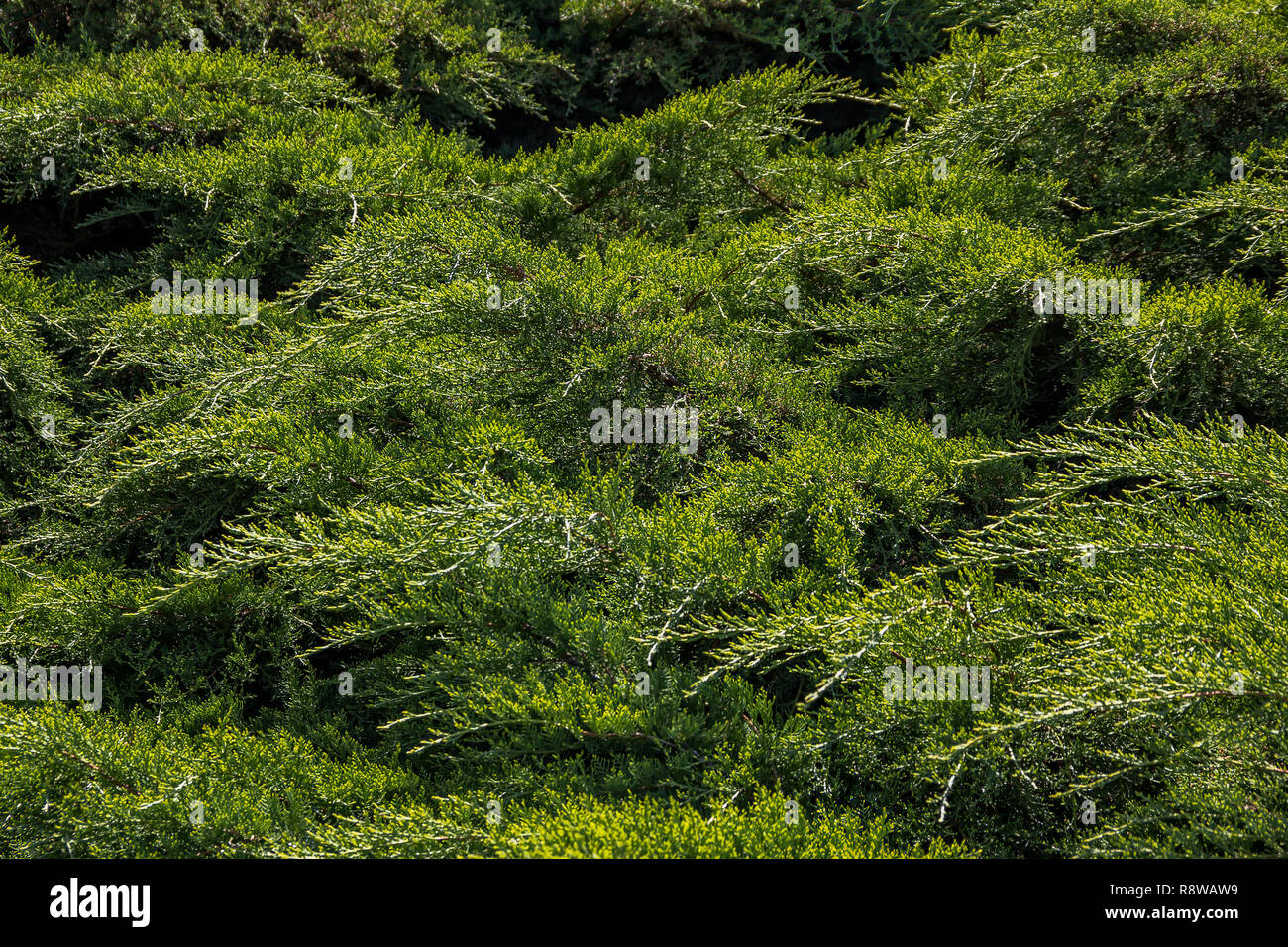 Fresh Bright Beautiful evergreen Thuja Bush  brunches Closeup background Stock Photo