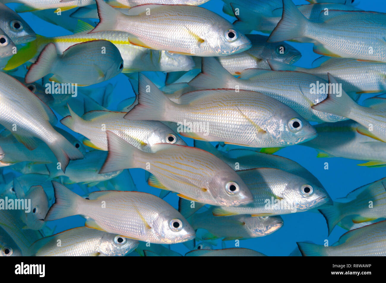 Golden snapper hi-res stock photography and images - Alamy