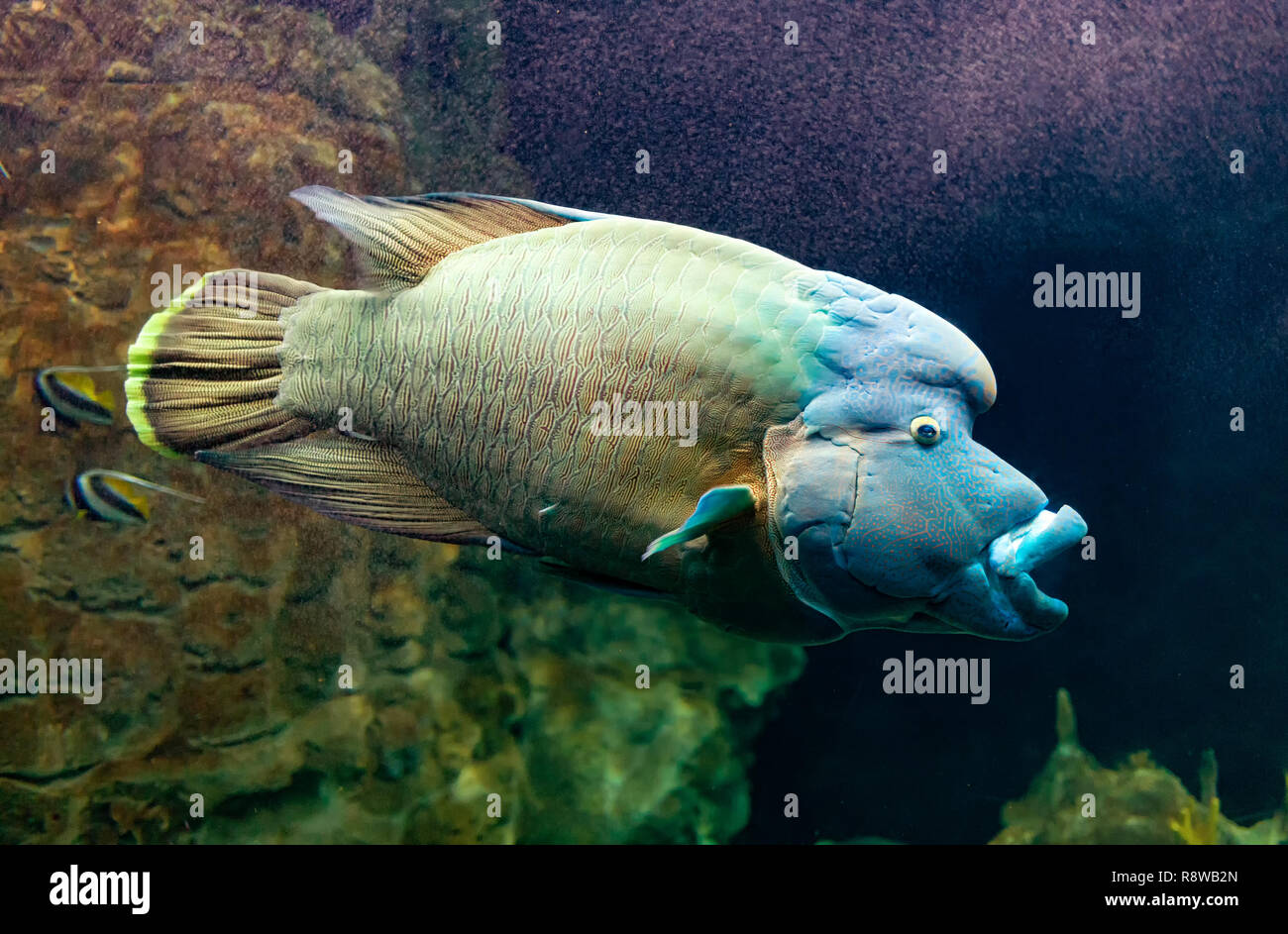 Cheilinus undulatus  or Humphead wrasse, also known as the Napoleon fish. Stock Photo