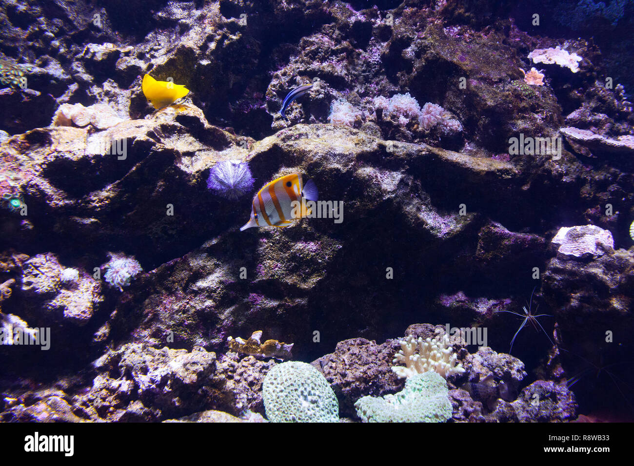 Chelmon rostratus or Copperband butterflyfish. Marine fish. Stock Photo
