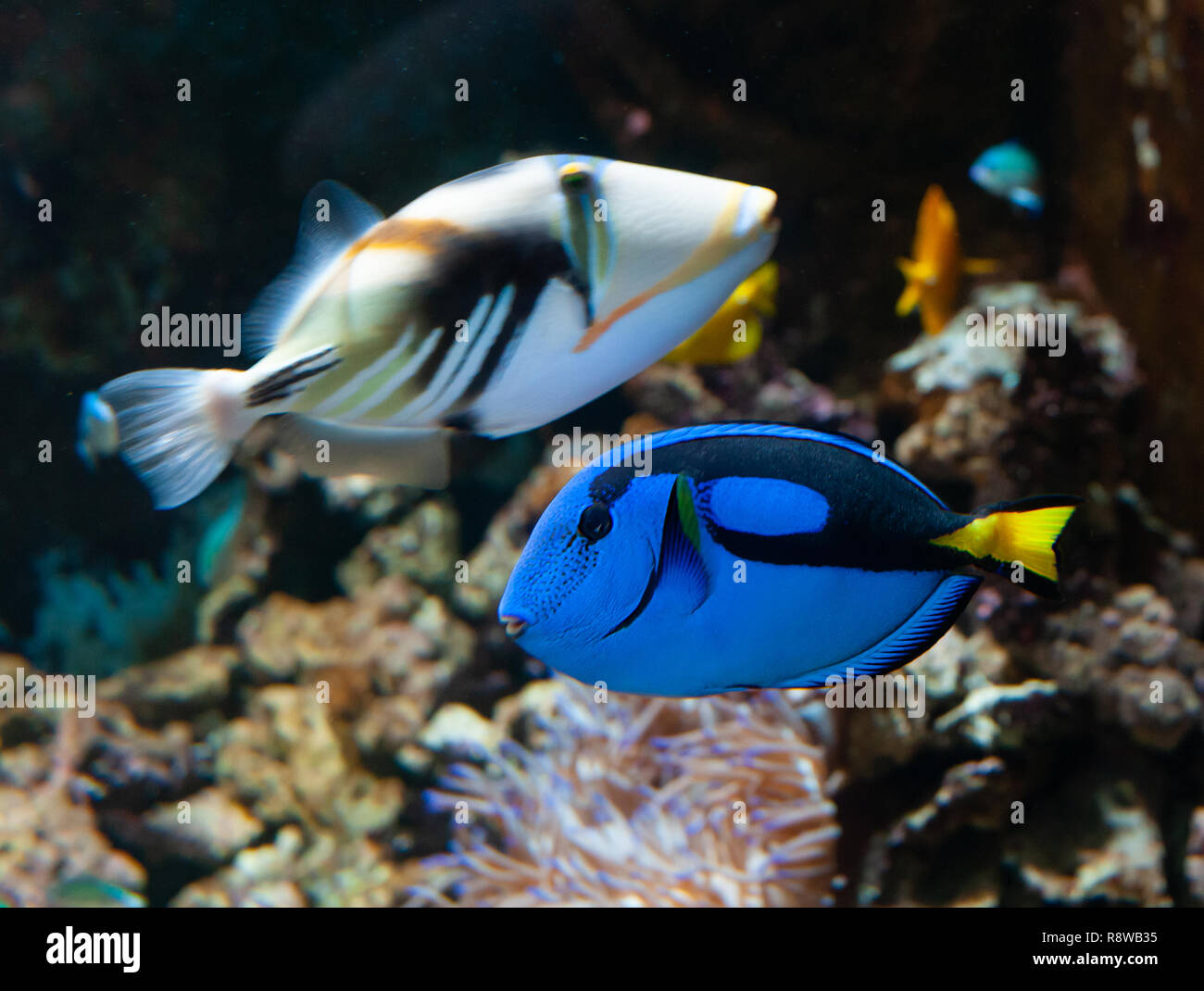 A popular coral reef fish in marine aquaria with common names, regal blue tang, palette surgeonfish, or hippo tang, an Indo-Pacific surgeonfish of Par Stock Photo