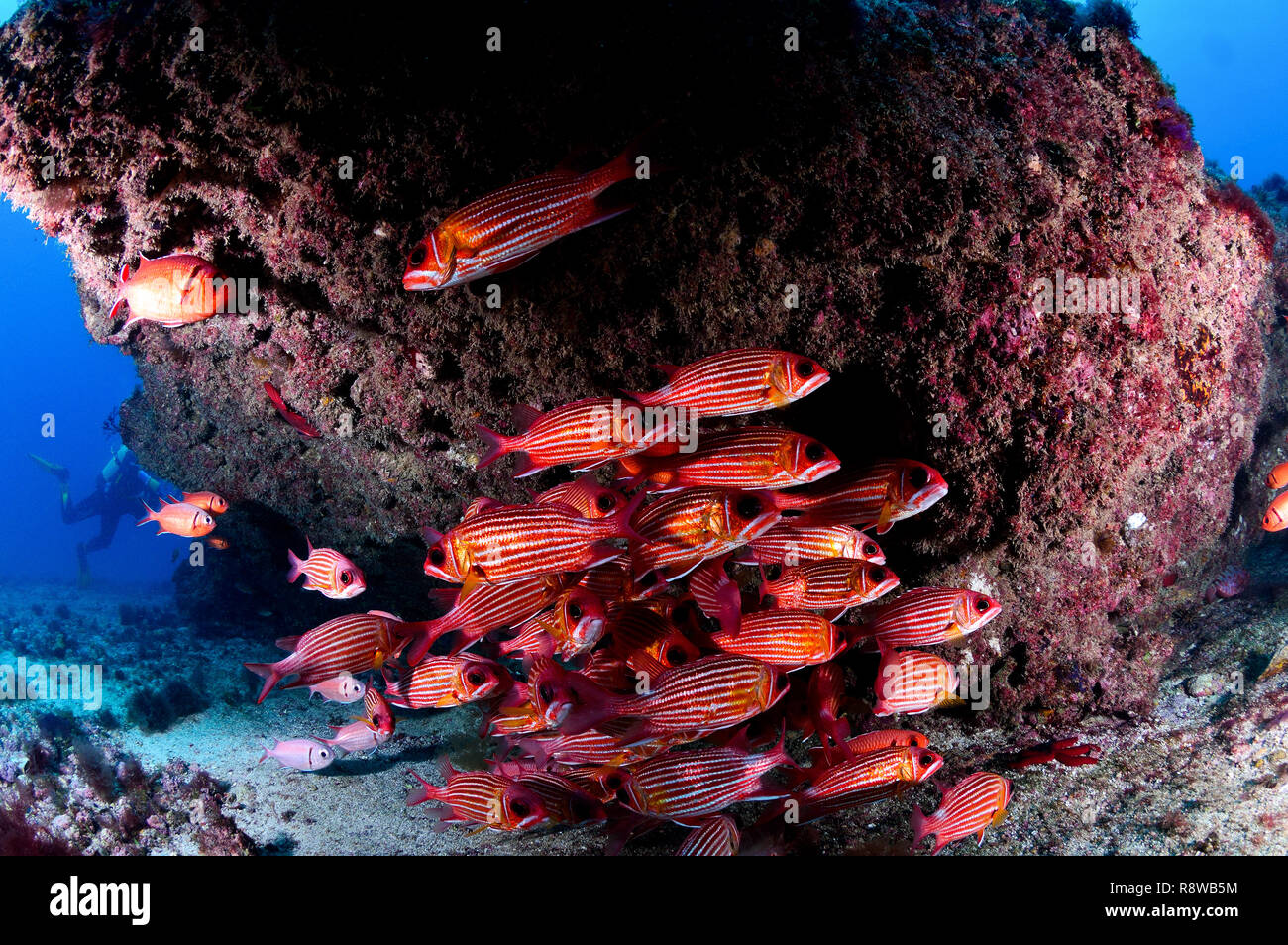Shoal of Red Squirrelfish in Sal - Cabo Verde Stock Photo