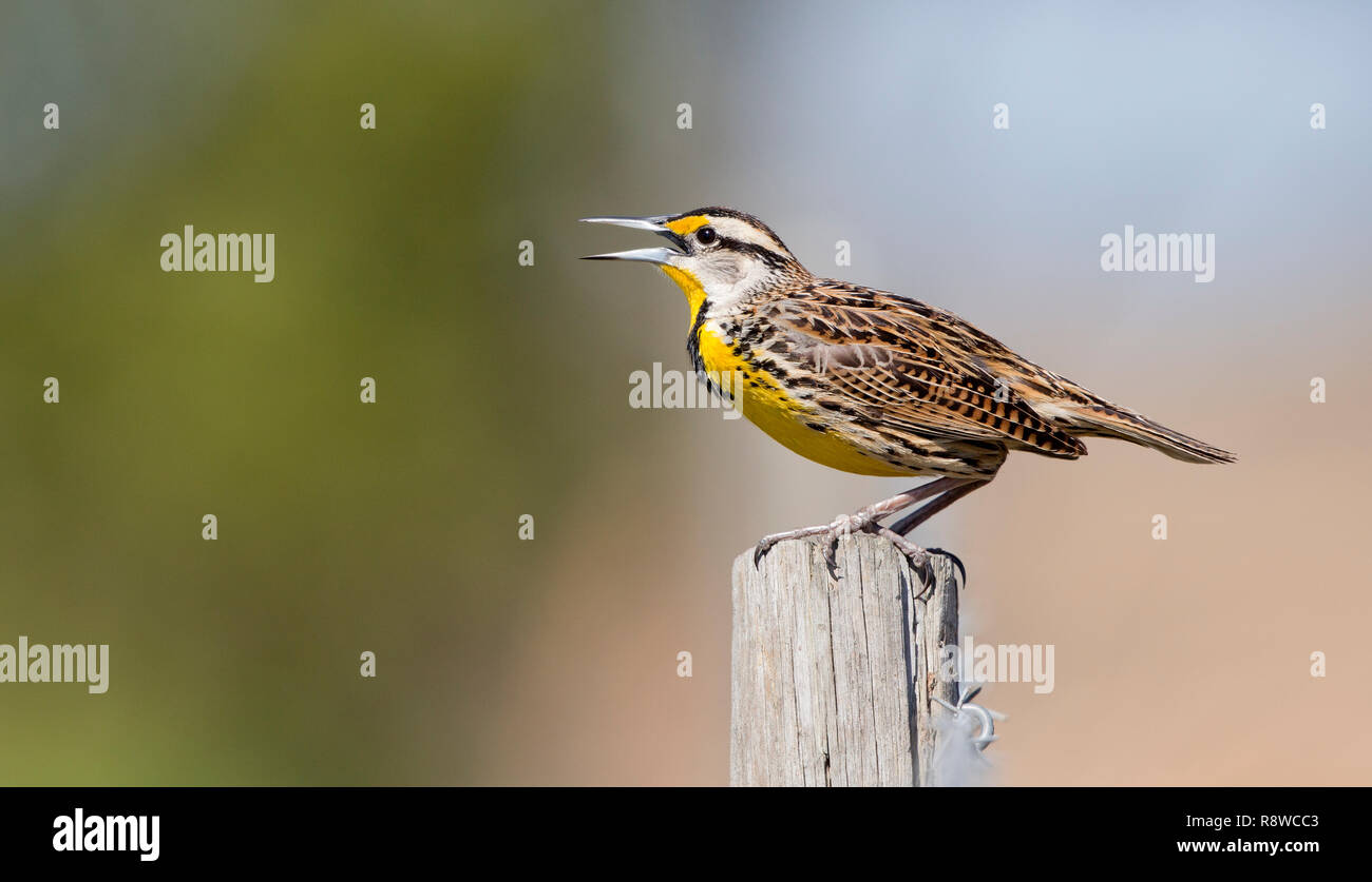 Eastern Meadowlark,Sturnella magna,on a post, Florida,USA Stock Photo