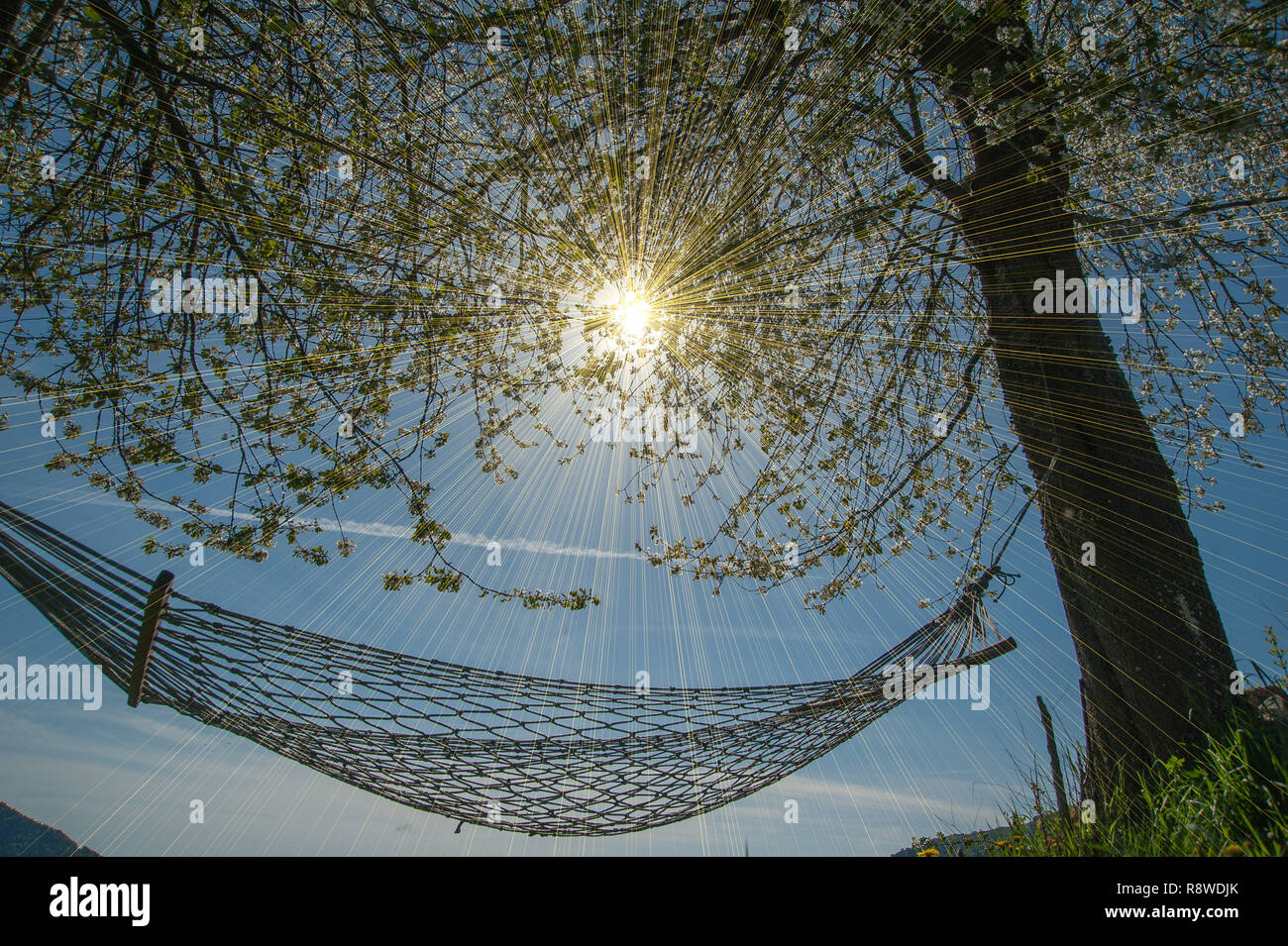 relax in comfortable hammock suspended between the trees Stock Photo
