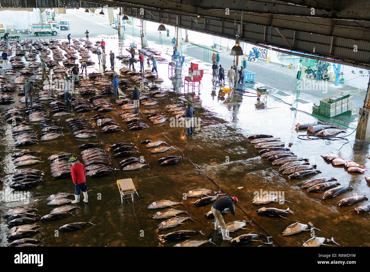 Fresh tuna, at Tuna Auction at Katsuura Fish Market, Nachikatsuura