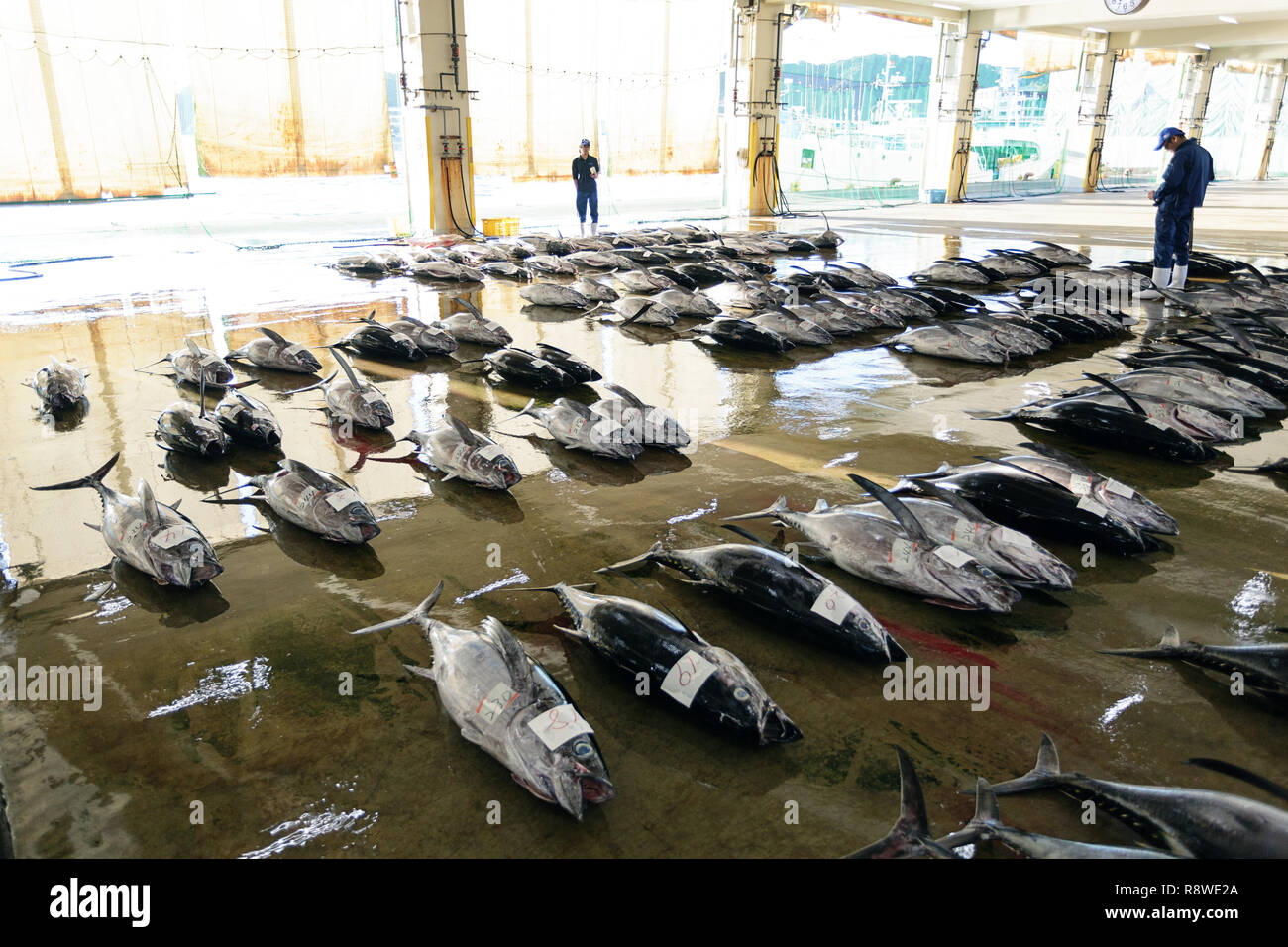 Fresh tuna, at Tuna Auction at Katsuura Fish Market, Nachikatsuura
