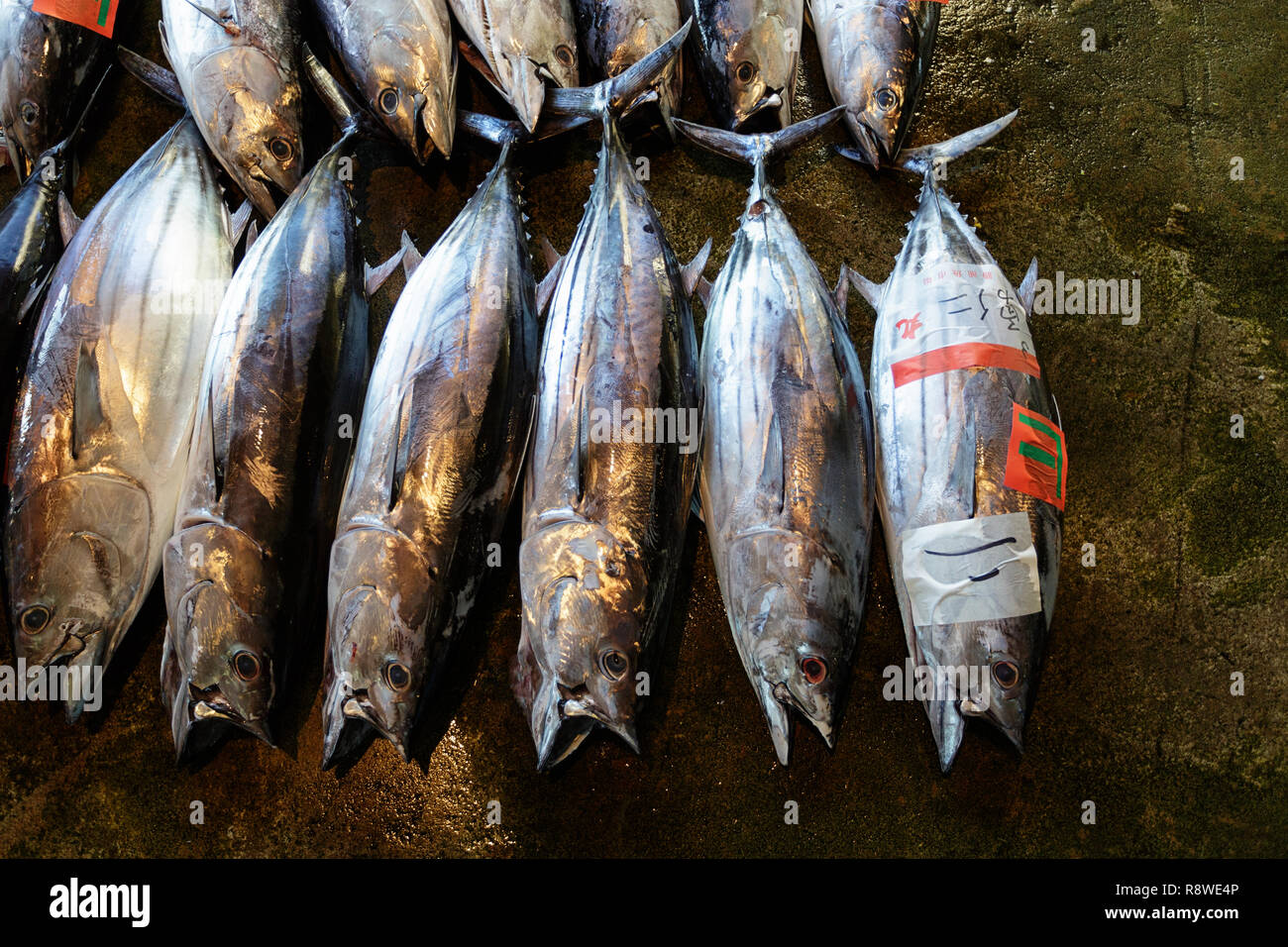 Fresh tuna, at Tuna Auction at Katsuura Fish Market, Nachikatsuura