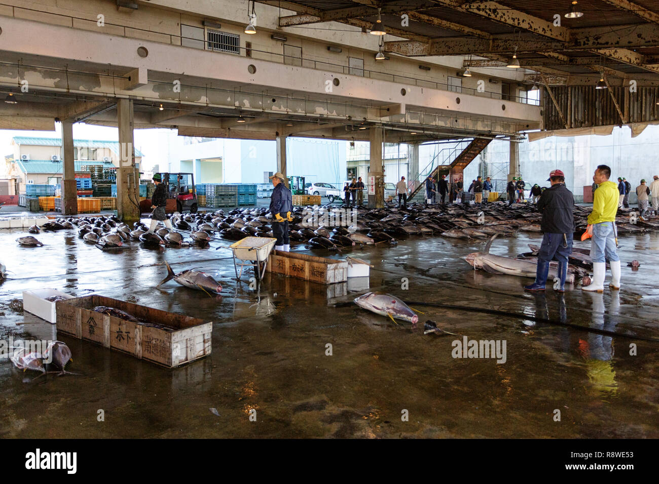 Fresh tuna, at Tuna Auction at Katsuura Fish Market, Nachikatsuura