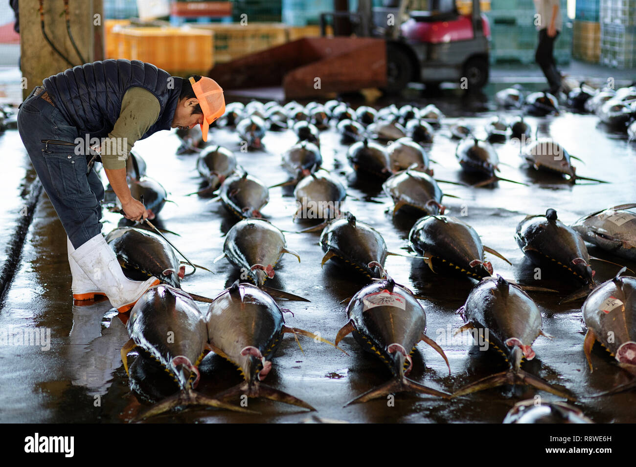 Fresh tuna, at Tuna Auction at Katsuura Fish Market, Nachikatsuura