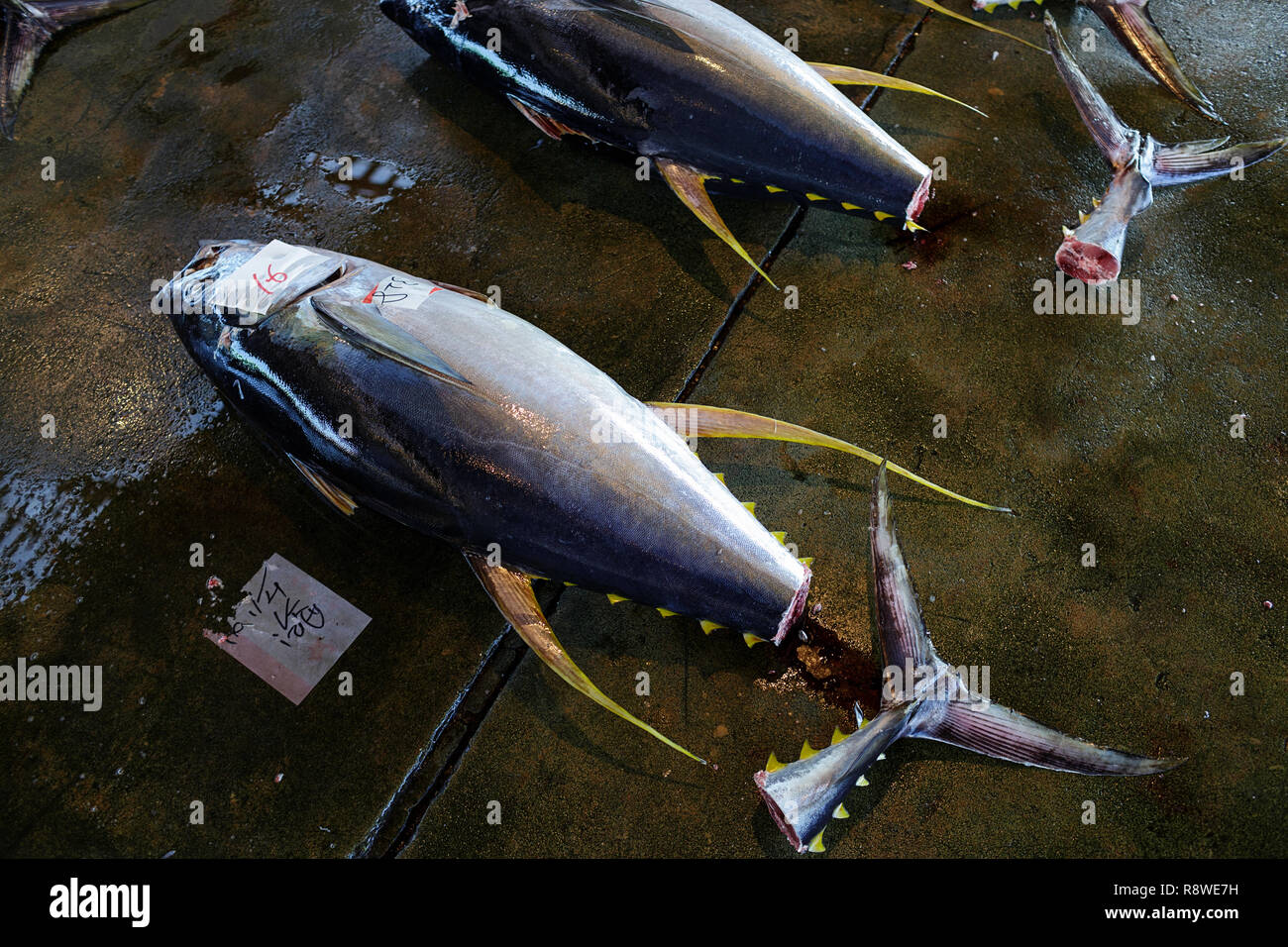 Fresh tuna, at Tuna Auction at Katsuura Fish Market, Nachikatsuura