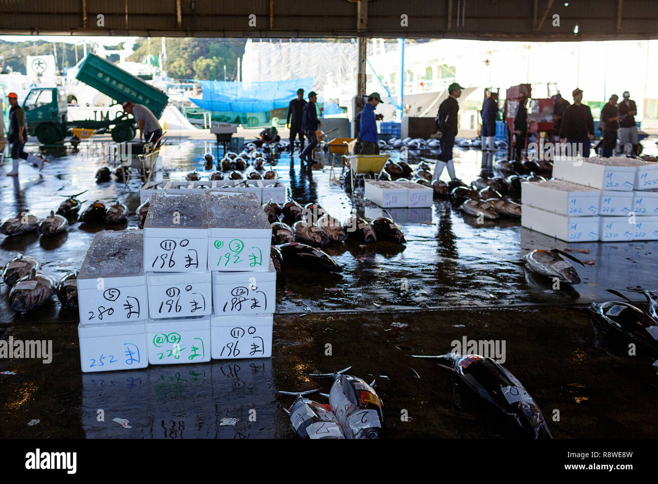 Fresh tuna, at Tuna Auction at Katsuura Fish Market, Nachikatsuura